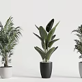 Indoor Decorative Potted Plants With Various Types And Black White Pots