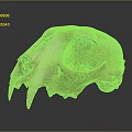 Medical Device Animal Skull Anatomical Model With Detailed Bone Structure For Education