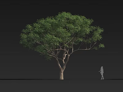 Green Arbor With Lush Foliage Slender Trunk And Human Silhouette On Black Background 3d model