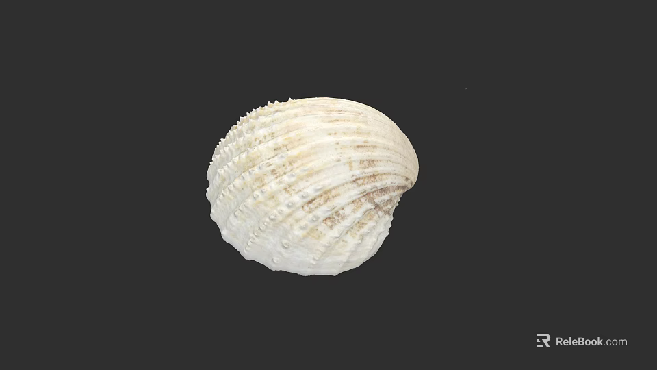 Detailed White Seashell With Natural Textured Surface On Black Background Artwork 3d model