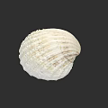 Detailed White Seashell With Natural Textured Surface On Black Background Artwork 3d model