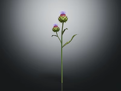 3D Rendered Thistle Plant With Two Buds Green Stem On Dark Background 3d model