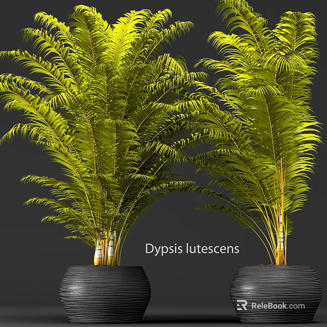 Dypsis Lutescens Potted Plants with Feathery Golden Leaves for Indoor Decor 3d model 