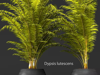 Dypsis Lutescens Potted Plants with Feathery Golden Leaves for Indoor Decor 3d model