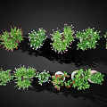 Colorful Potted Plants with Green Foliage for Home Decor Hanging and Tabletop