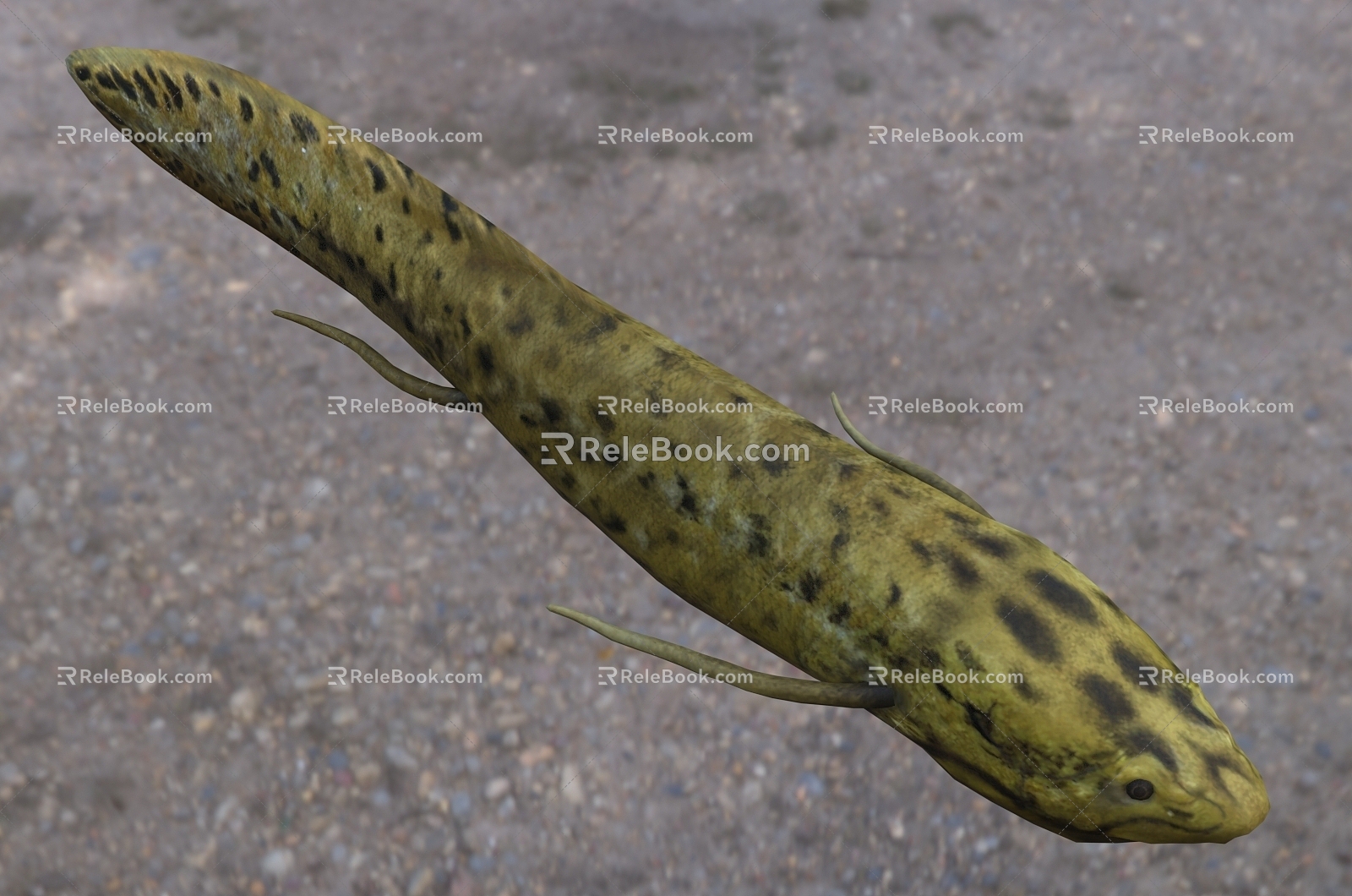 modern luncfish animal creatures 3d model