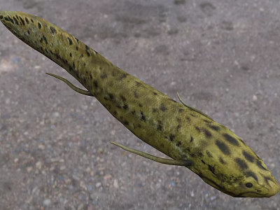 Black Spotted Yellow Aquatic Animal Fish With Slender Body And Fins 3d model