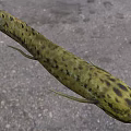 Black Spotted Yellow Aquatic Animal Fish With Slender Body And Fins