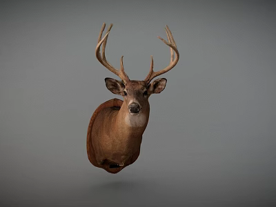 Realistic Deer Head Taxidermy Mount Isolated on Gray Background for Home Decoration 3d model