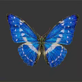 Beautiful Blue Butterfly With White Spots And Spread Wings On Gray Background Reflection