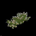 Lush Green Shrub With White And Pink Flowers For Garden Decoration
