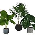 Decorative Indoor Potted Plants with Various Green Leaves and Stylish Planters