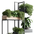 Lush Various Potted Plants Arrangement On Multi tiered Metal And Wooden Shelves Indoor