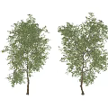 Two Green Leafy Trees With Brown Trunks And Lush Healthy Foliage 3d model