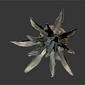 Tall Agave Plant With Green Pointed Leaves And Decorative Colored Base
