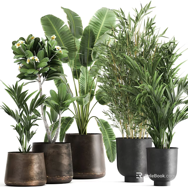 Lush Potted Bonsai Plants With Tropical Foliage Bamboo And Dark Decorative Pots 3d model 