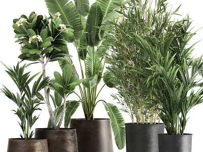 Lush Potted Bonsai Plants With Tropical Foliage Bamboo And Dark Decorative Pots 3d model