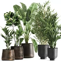 Lush Potted Bonsai Plants With Tropical Foliage Bamboo And Dark Decorative Pots