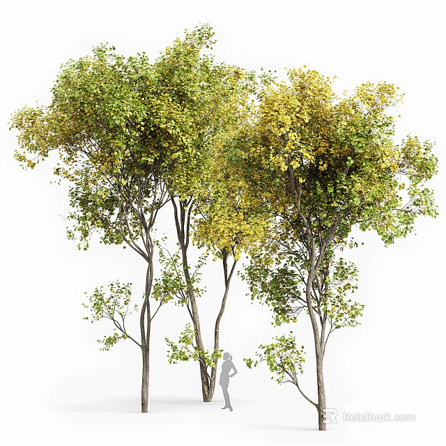 Tall Arbor Trees With Green And Yellow Leaves And Spreading Lush Branches 3d model 