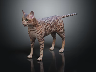 Bengal Cat With Spotted Fur Standing On Dark Reflective Surface 3d model