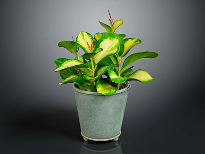 Variegated Green and Yellow Leaf Houseplant in Grey Metal Pot Against Dark Background 3d model