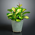 Variegated Green and Yellow Leaf Houseplant in Grey Metal Pot Against Dark Background