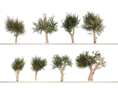 Diverse Ornamental Garden Trees with Varied Foliage and Unique Trunk Structures 3d model