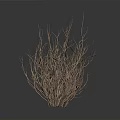 Two Clumps of Natural Leafless Dry Branches Plant on White Background