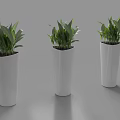 Three Modern Bonsai Potted Plants In White Geometric Planters With Green Foliage