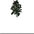 Vibrant Lush Tree With Dense Green And Brown Leaves And Woody Branches