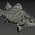 Silver Striped Bass Aquatic Animal With Detailed Scales And Fins In Natural Setting