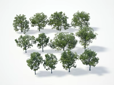 Lush Green Arbor Trees With Dense Foliage And Tall Straight Trunks 3d model