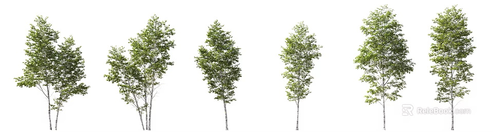 Three White Trunk Trees With Lush Green Leaves In Natural View 3d model