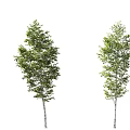 Three White Trunk Trees With Lush Green Leaves In Natural View 3d model