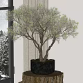 Indoor Bonsai Pine Tree in Black Pot on Wooden Table by Window with Snowy Scene