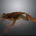 Red Frog With Green Abdomen And Stretched Limbs On Dark Reflective Surface