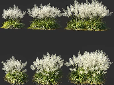 White Fluffy Flowering Plants With Green Grass Like Leaves And Clumping Growth 3d model
