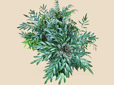 Lush Green Shrub with Dense Vibrant Foliage and Healthy Natural Leaves 3d model