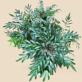 Lush Green Shrub with Dense Vibrant Foliage and Healthy Natural Leaves