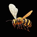 Detailed Bee With Yellow And Black Stripes Transparent Wings Long Antennae And Segmented Body