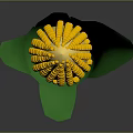 Fresh Natural Ripe Yellow Corn With Green Husks Against Gray Background