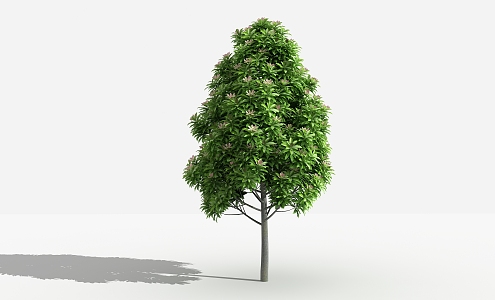 Modern Tree Manglietia 3d model