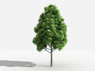 Modern Tree Manglietia 3d model