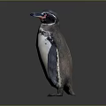 Standing Penguin With Black And White Feathers Red Facial Markings Against Gray Background