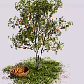 Fruit Tree With Orange Fruits And Basket On Green Grass Under Blue Sky