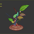 Green Plant With Large Fresh Leaves Growing In Sandy Soil Against Dark Gradient Background
