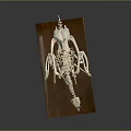 Complete Bird Skeleton Displayed on Wooden Base with Dark Background