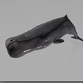 Gray Whale 3D Model with Sleek Surface Side View on Dark Background 3d model