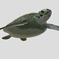 Turtle 3d model