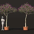 Two Trees With Purple Flowers In Brown Pots Beside Person Wearing Hat